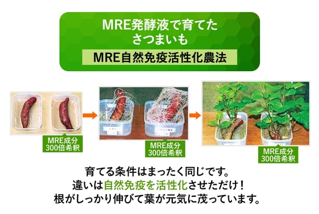 MRE自然免疫活性化農法 さつまいもの例
