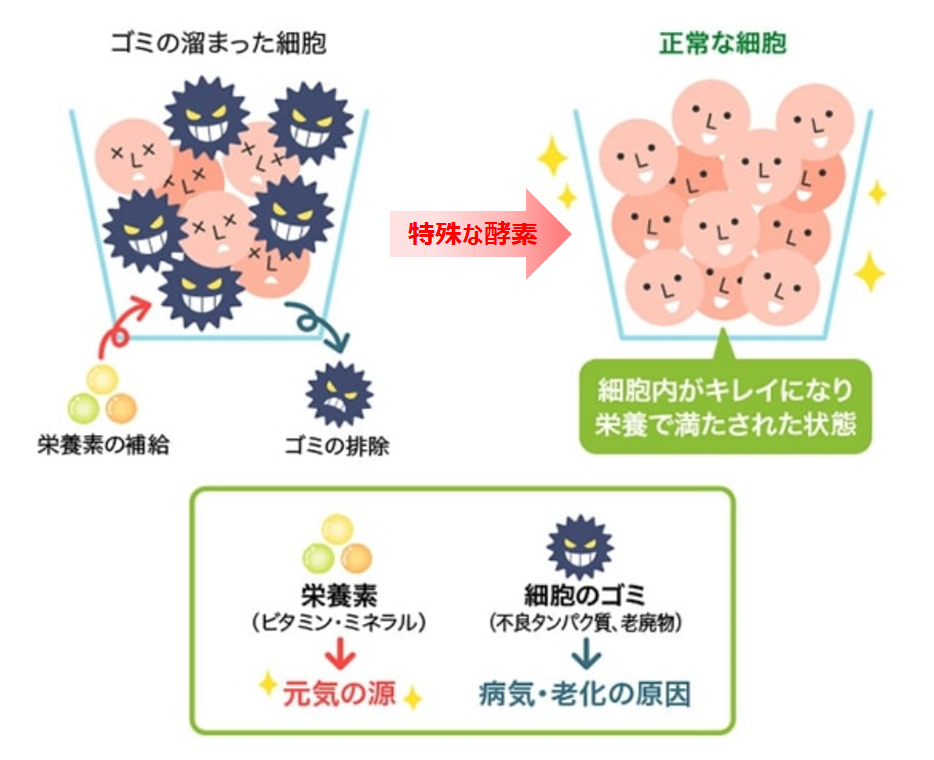 免疫増強イメージ