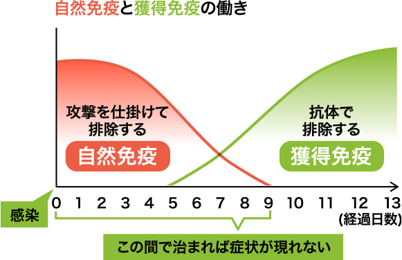 自然免疫と獲得免疫の働き