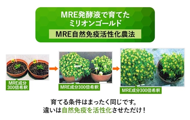 MRE自然免疫活性化農法一例