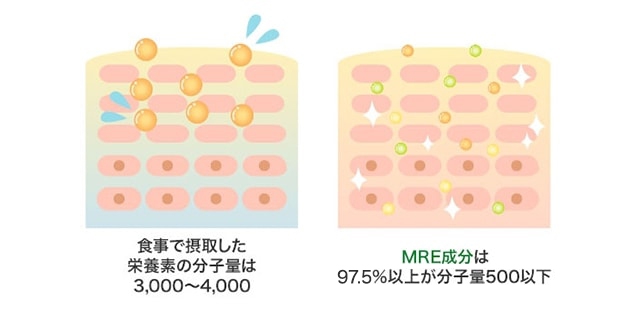 MREの浸透イメージ