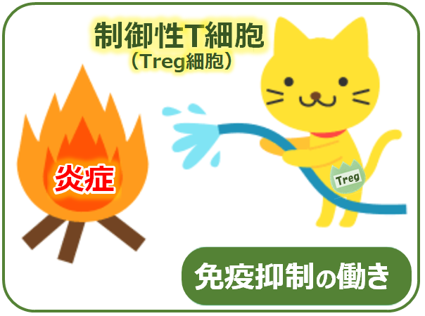 ノーベル賞 受賞で注目される ” 制御性T細胞 ”